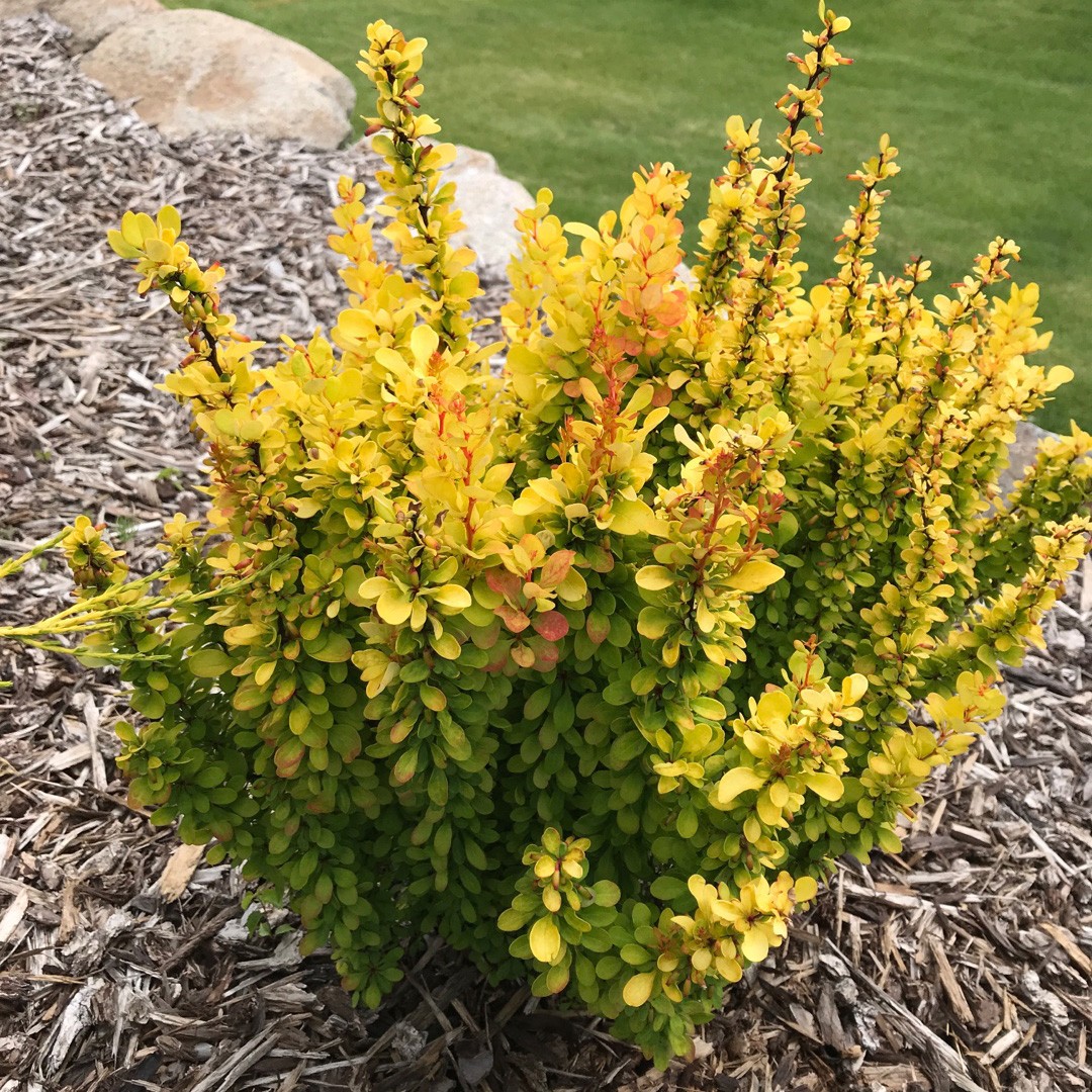 Golden Rocket Barberry, Berberis Thunbergii 'Golden Rocket', 55% OFF