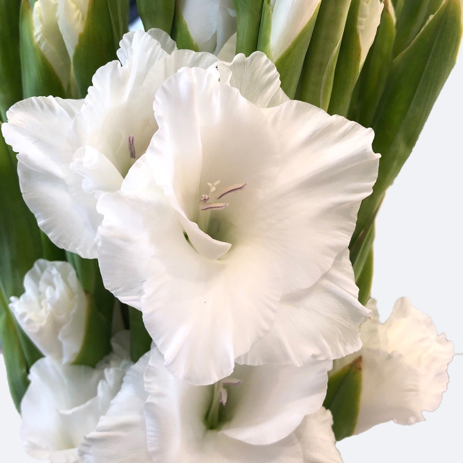 gladiolus flower meaning in punjabi