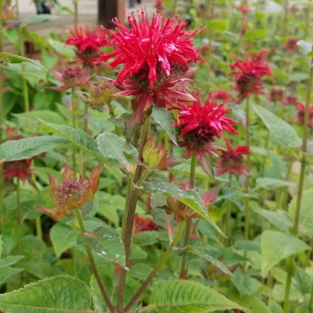 ヤグルマハッカ属 Monarda 花言葉 学名 よくある質問 Picturethis