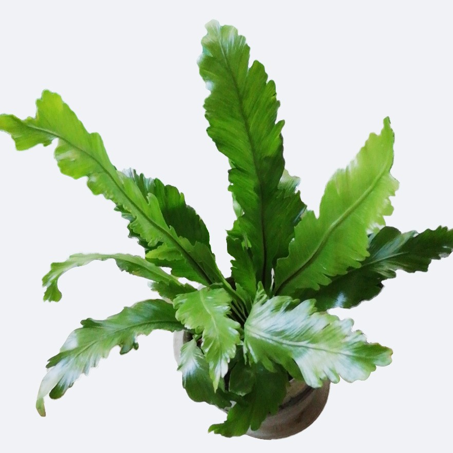 Asplenium Nidus Campio Picturethis