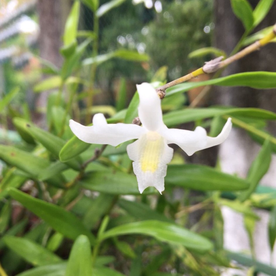 Dendrobium Crumenatum 花言葉 学名 よくある質問 Picturethis