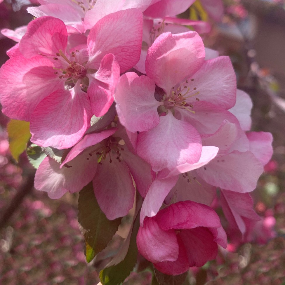 Malus Butterball Fruits С†РІРµС‚РєРё