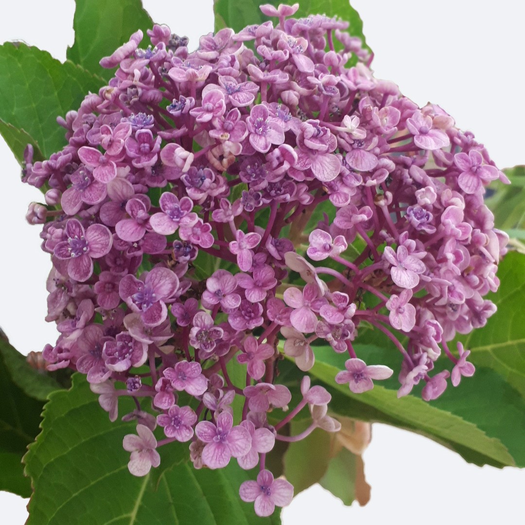 Hydrangea 照顧 繁殖 開花時間 Picturethis