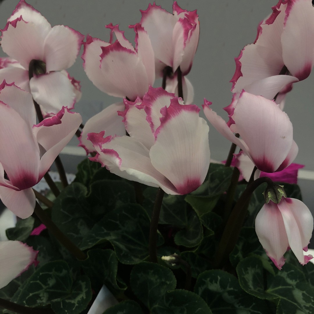 Alpine violet (Cyclamen) Flower, Leaf, Care, Uses - PictureThis