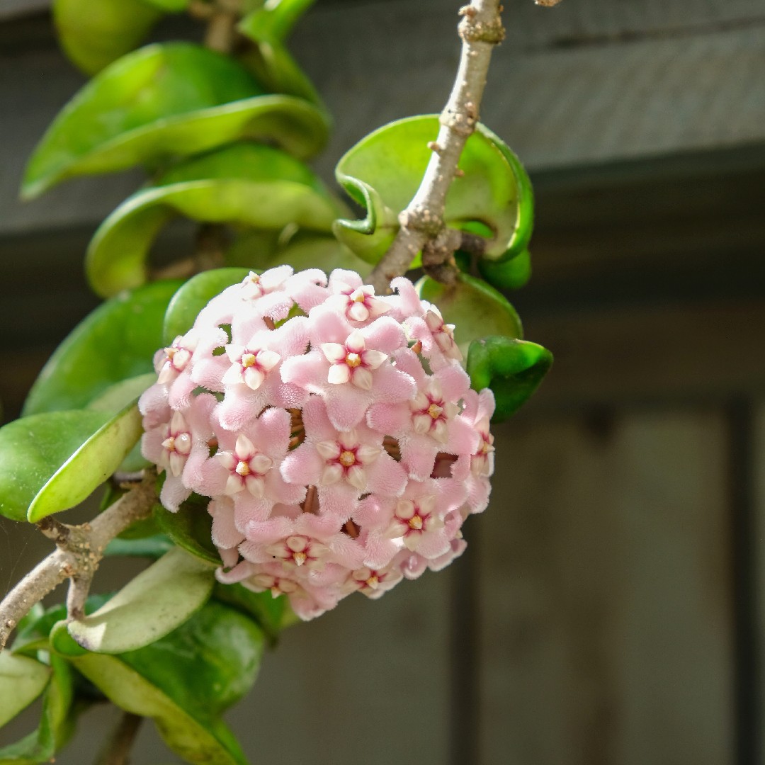 ホヤ・カルノーサ 'コンパクタ' (Hoya carnosa 'Compacta') 花言葉，毒性，よくある質問 PictureThis