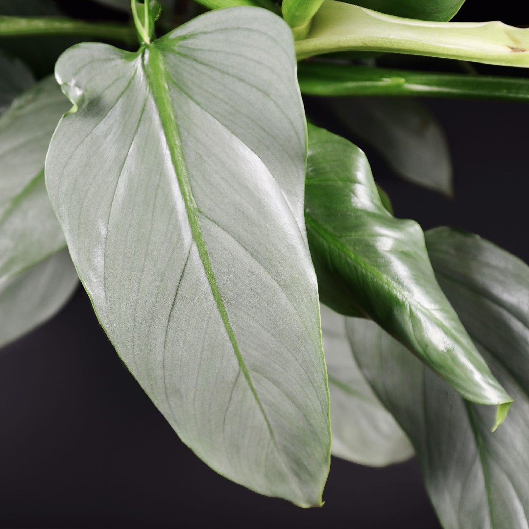 Philodendron hastatum - PictureThis