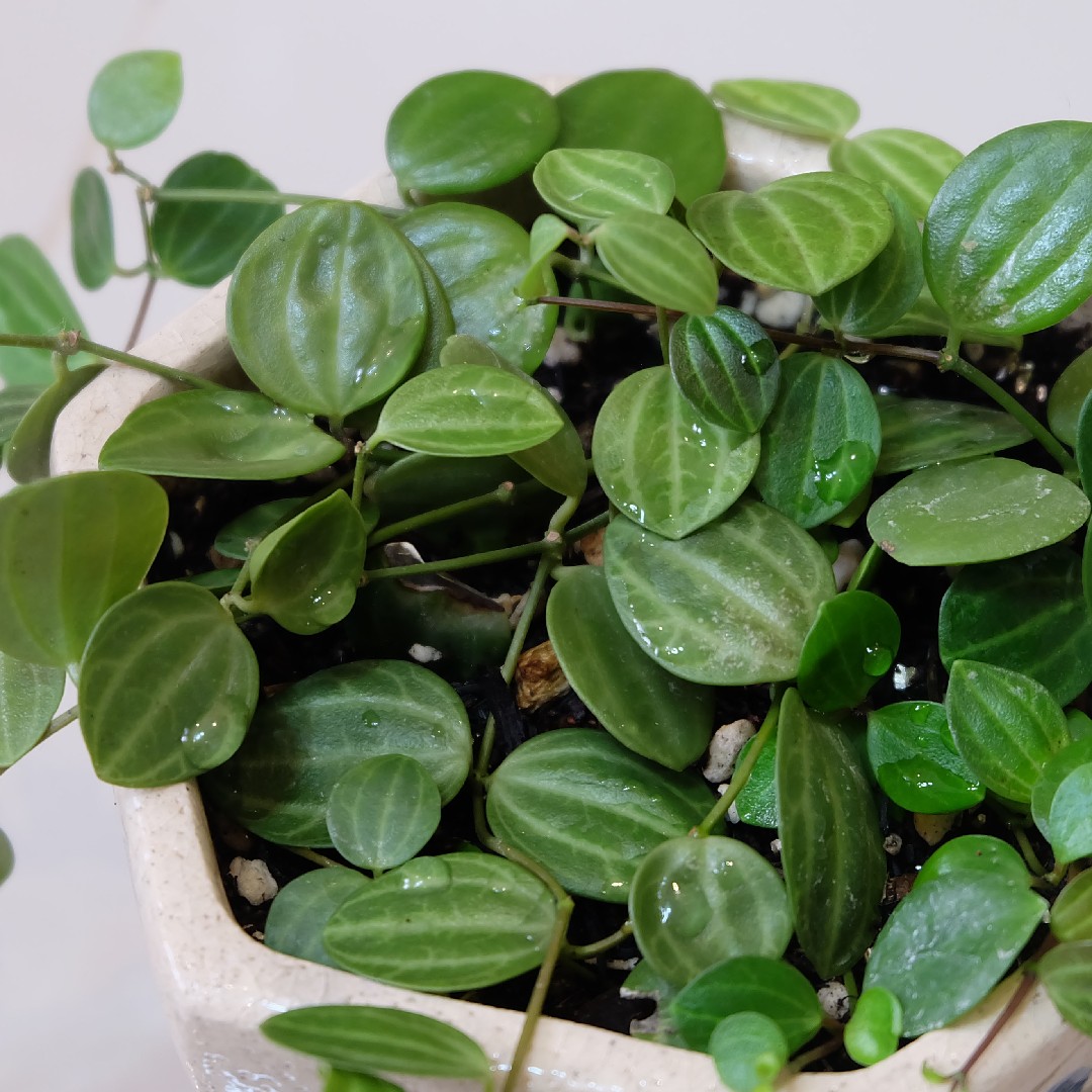 Peperomia quadrangularis - PictureThis