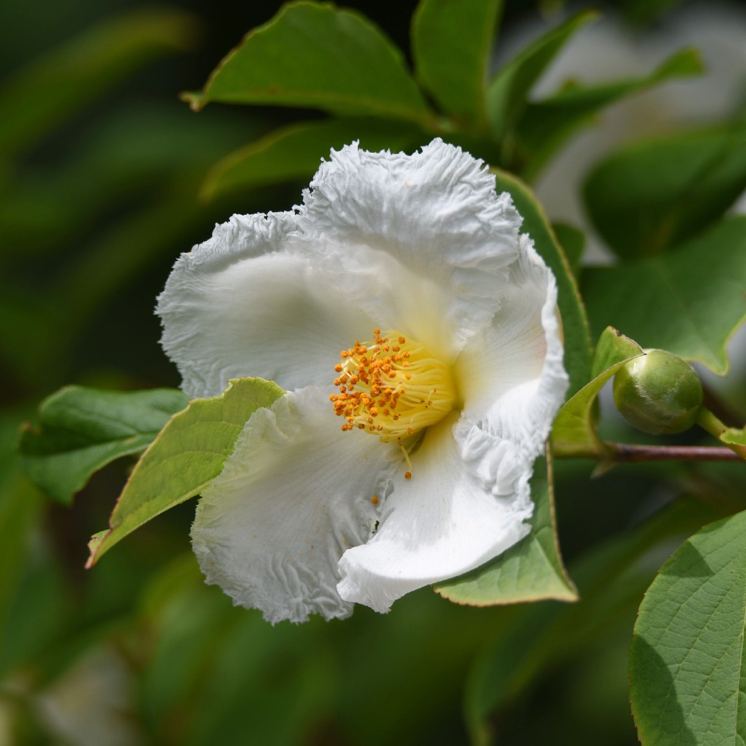 ナツツバキ 夏椿 Stewartia Pseudocamellia 花言葉 学名 よくある質問 Picturethis