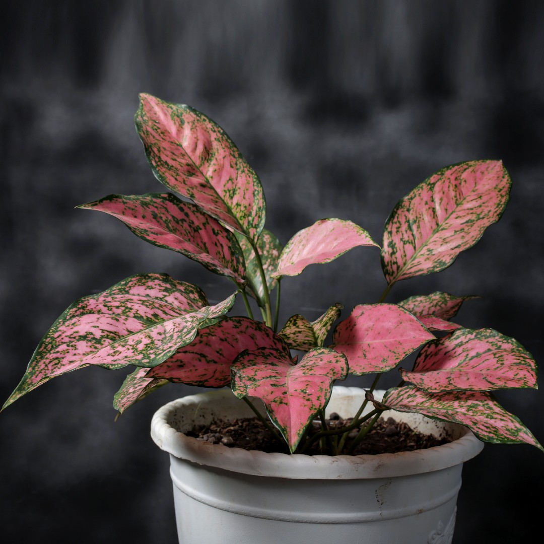 Chinese evergreen Aglaonema Lady Valentine Flower Leaf Care