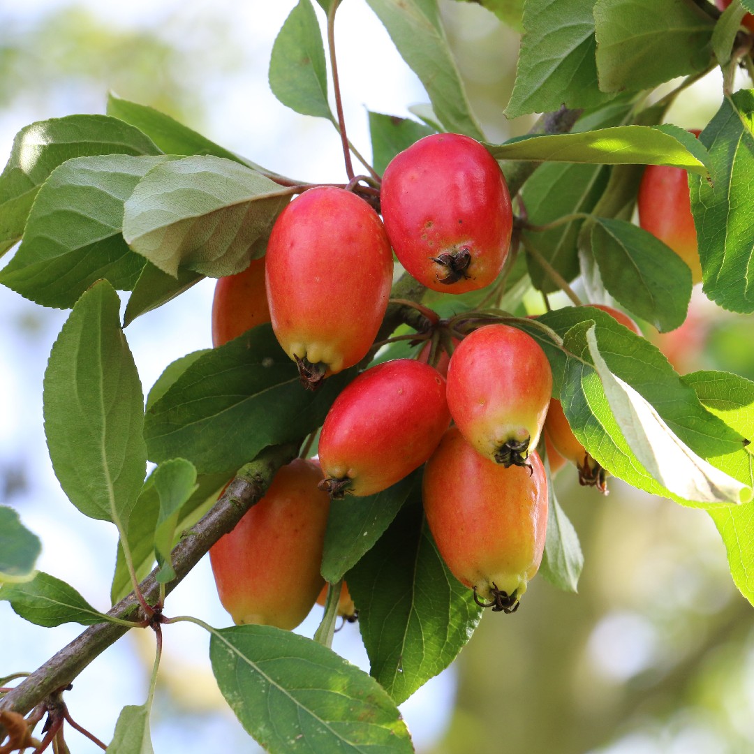 Malus 'John Downie'. Яблоня John Downie. Johnny Apples attraction.