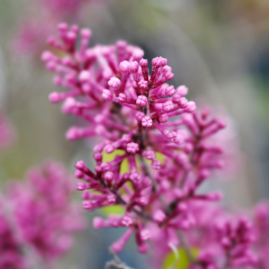 수수꽃다리속 (Syringa)