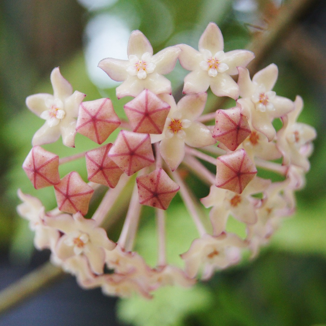 ホヤ・マクロフィラ (Hoya macrophylla) - PictureThis