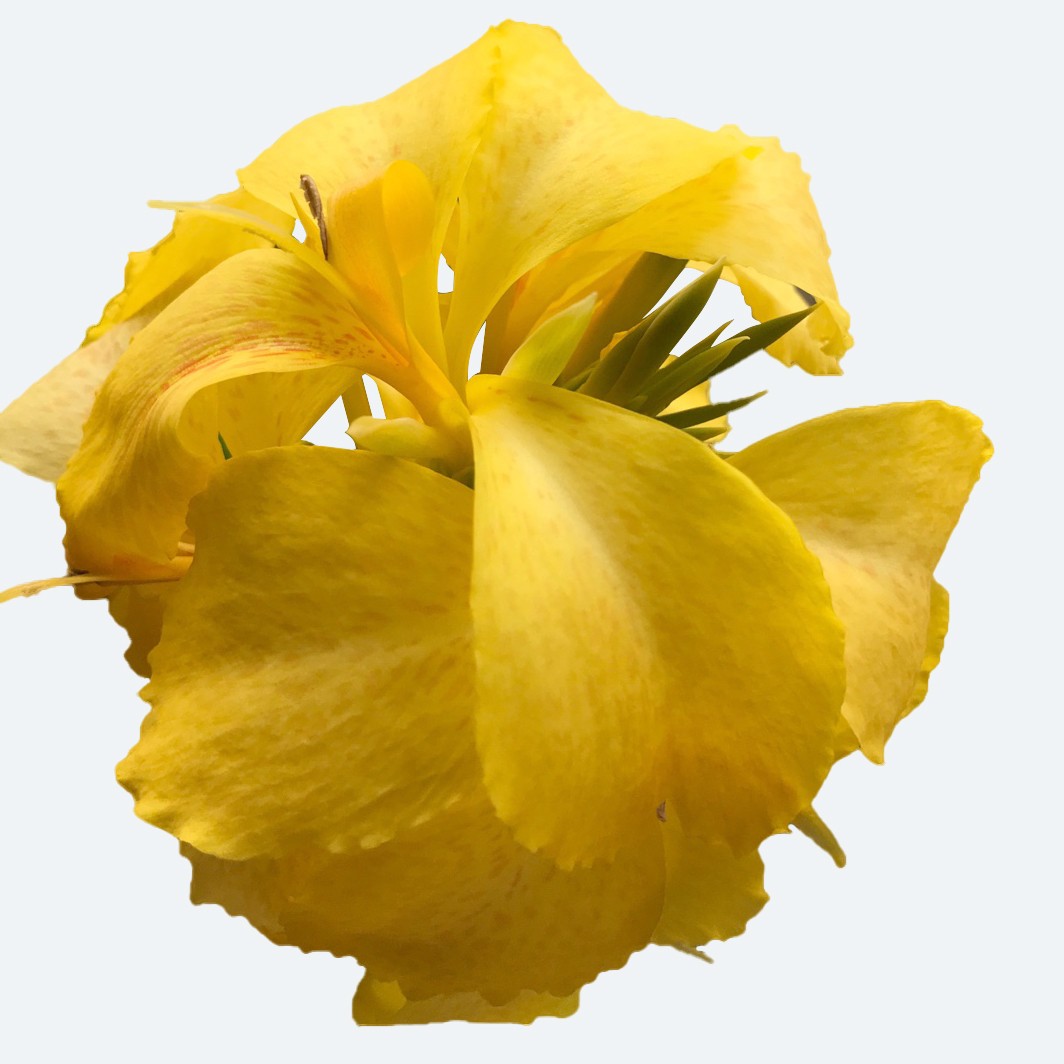 Toucan® Yellow - Canna Lily - Canna generalis