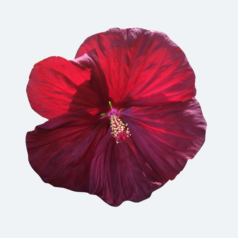 Hibiscus calyphyllus