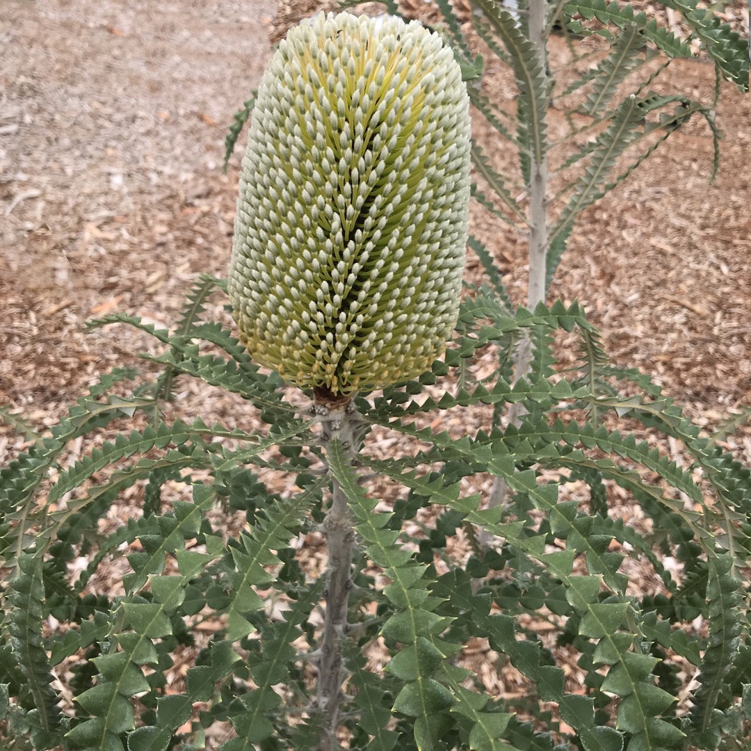 ブル バンクシア Banksia Grandis 花言葉 学名 よくある質問 Picturethis