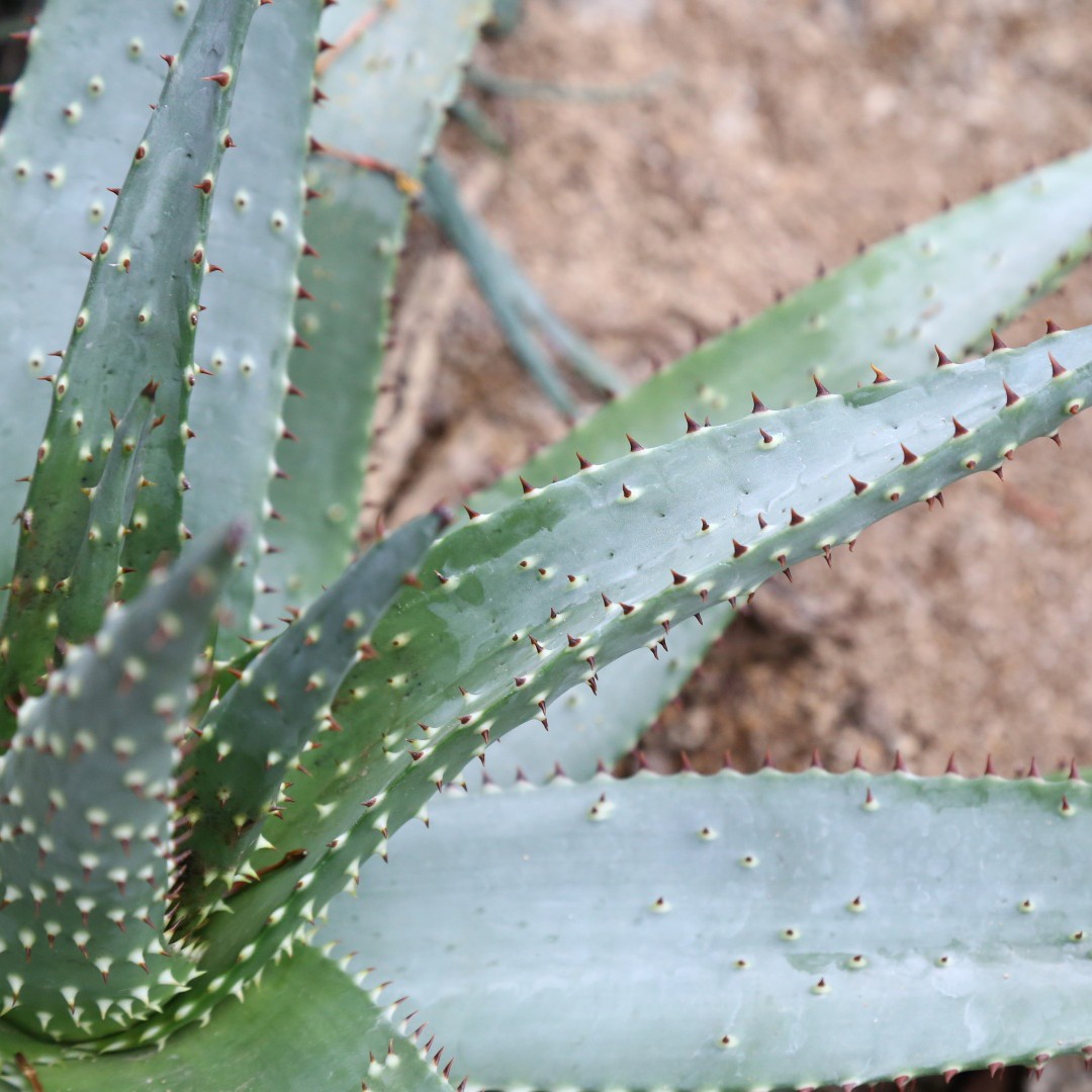 Aloe aculeata уход (почву, удобрение, обрезка) - PictureThis