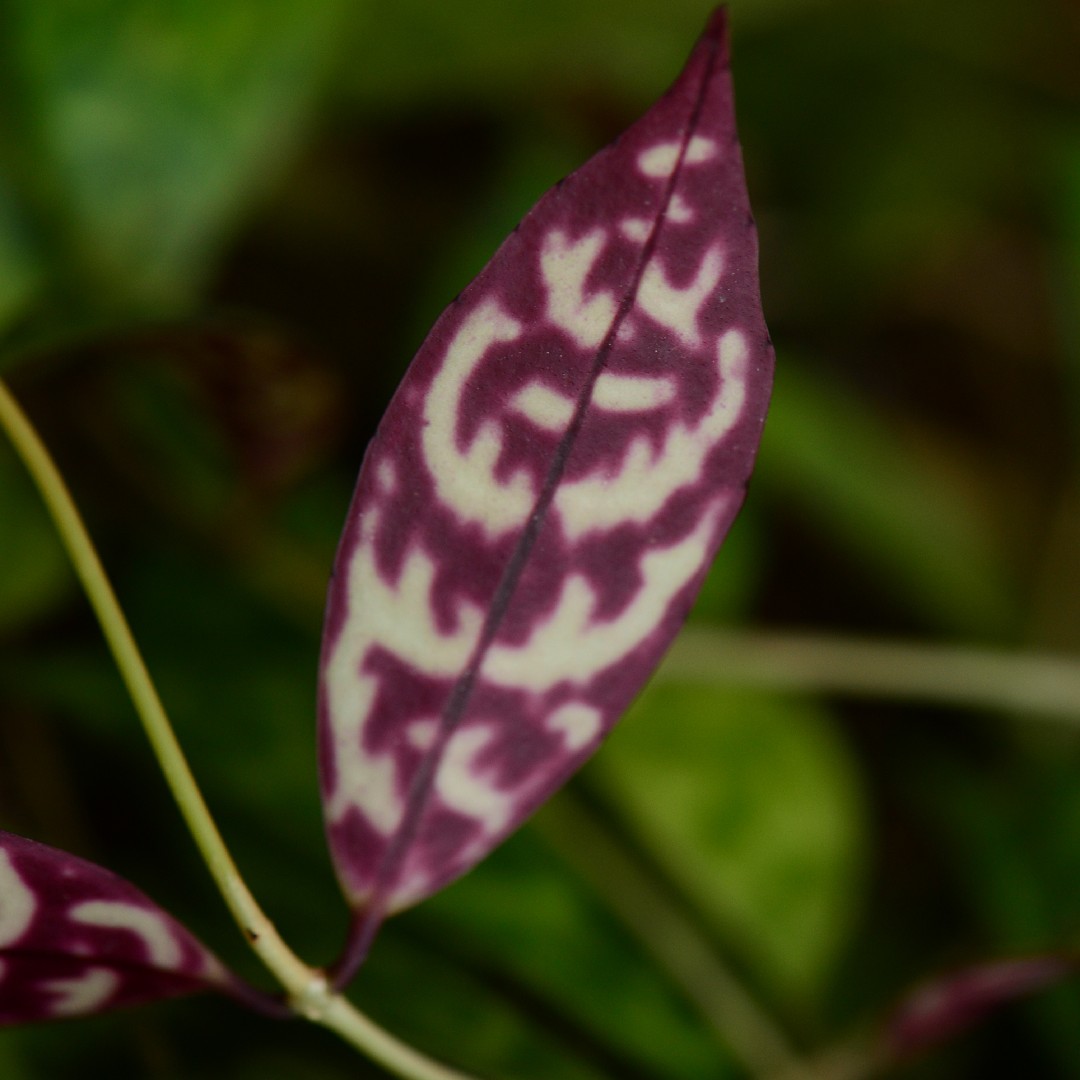 エスキナンサス・ロンギカウリス (Aeschynanthus longicaulis) - PictureThis