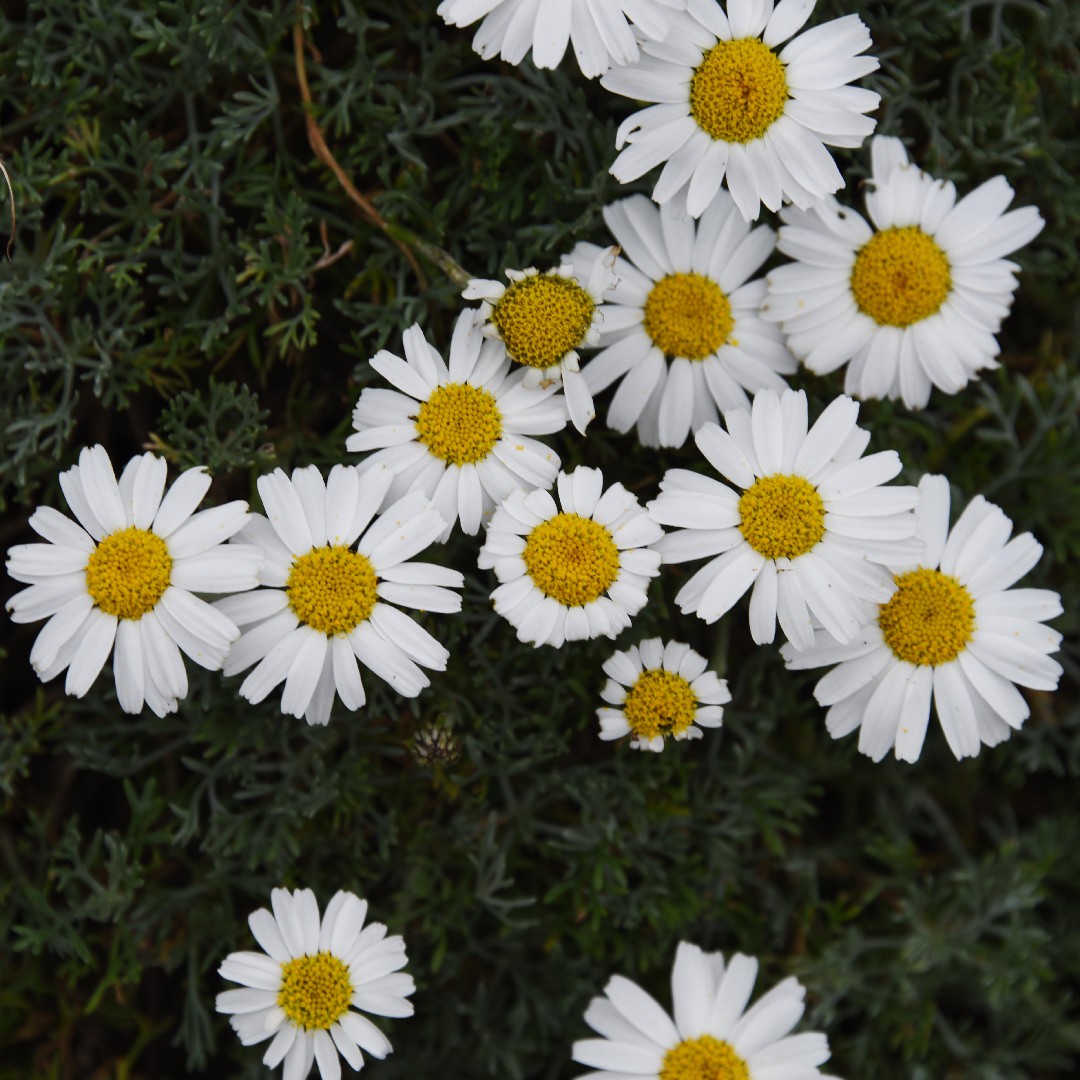 Rhodanthemum hosmariense уход (почву, удобрение, обрезка) - PictureThis