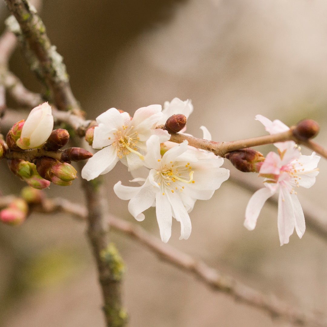 Picturethis Prunus × Subhirtella Autumnalis 6772