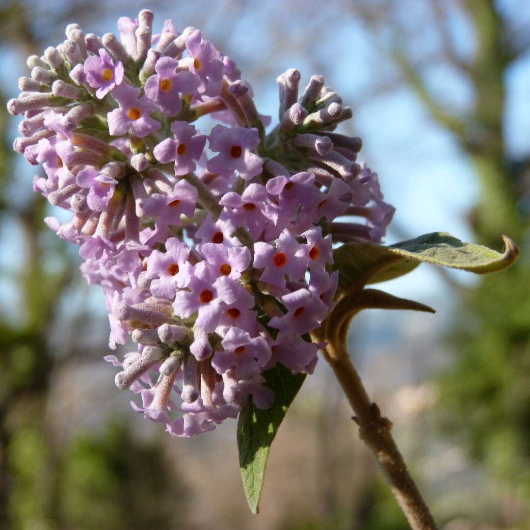 Flor de Buddleja (Buddleja officinalis) - PictureThis