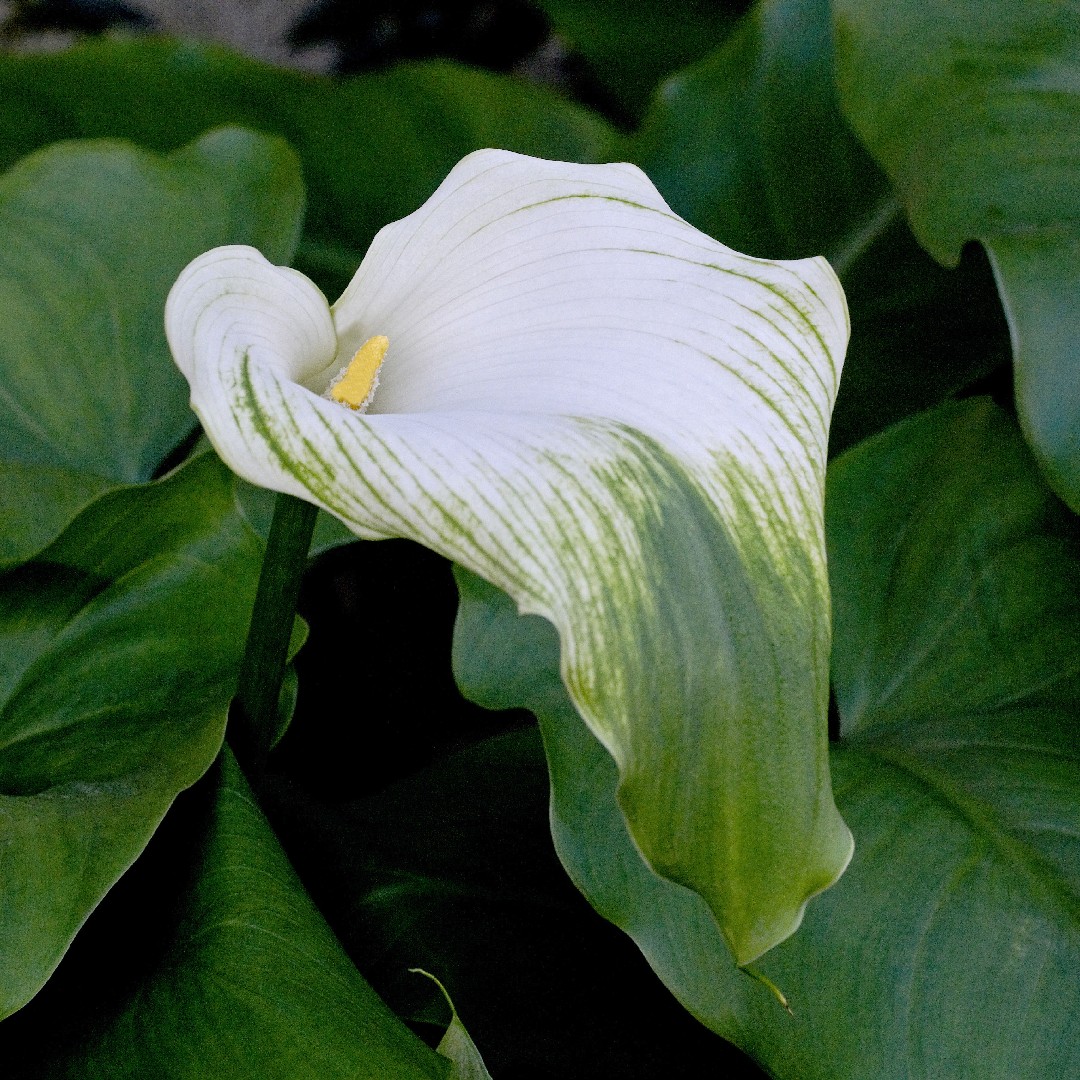 How To Grow And Care For Calla Lily Green Goddess