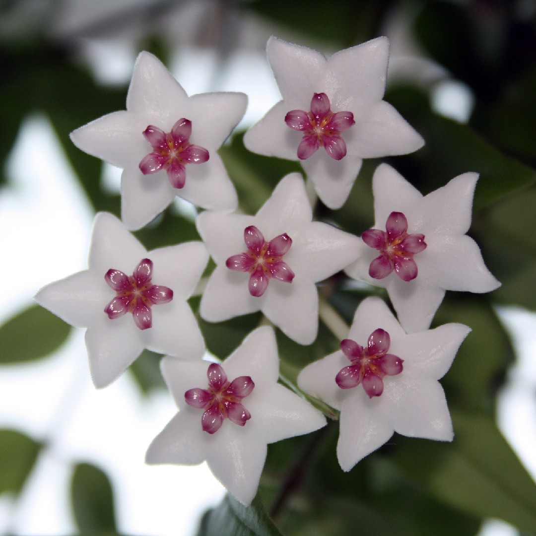 Hoya lanceolata subsp. bella - PictureThis