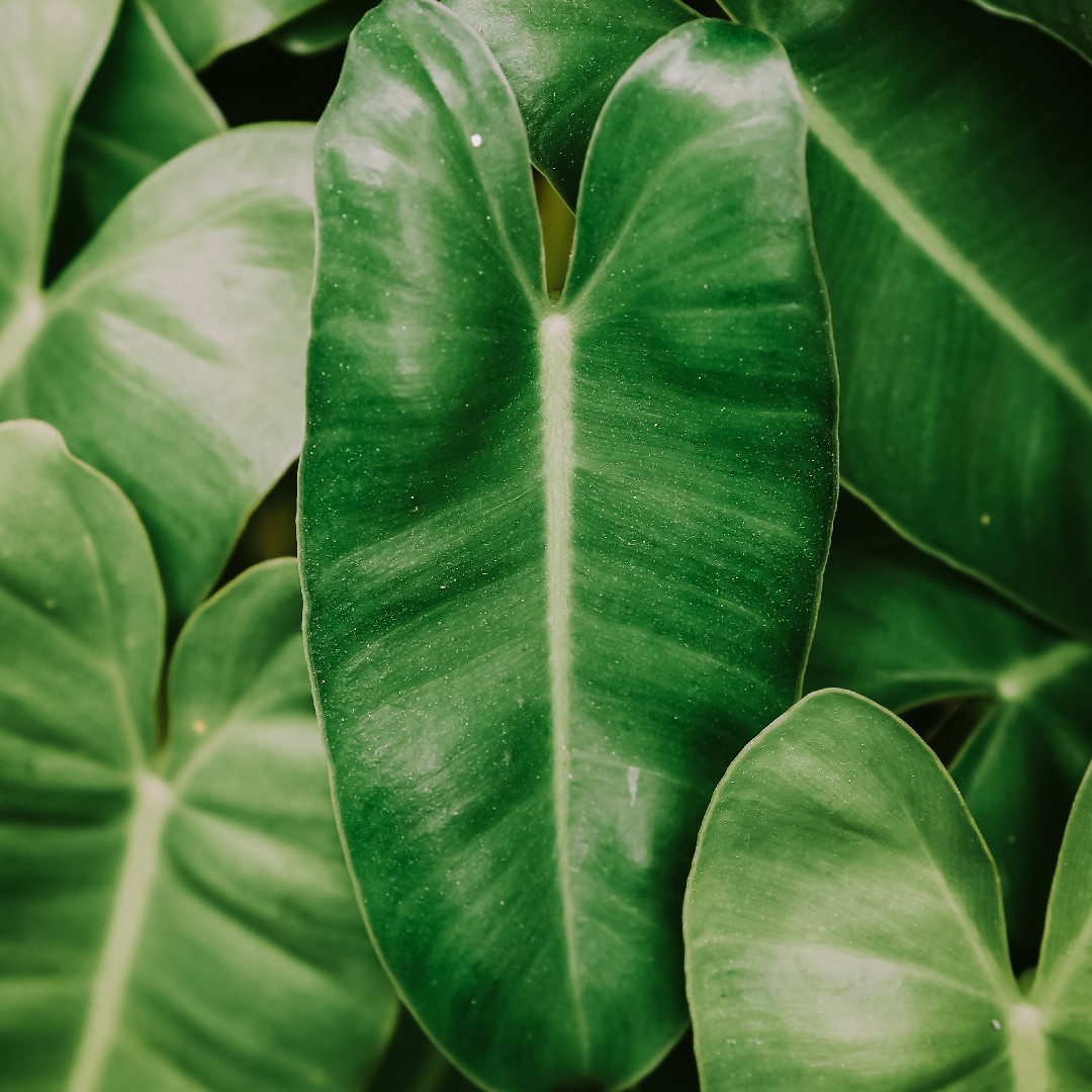 フィロデンドロン 'バール・マルクス' (Philodendron 'Burle Marx') 花言葉，毒性，よくある質問 - PictureThis