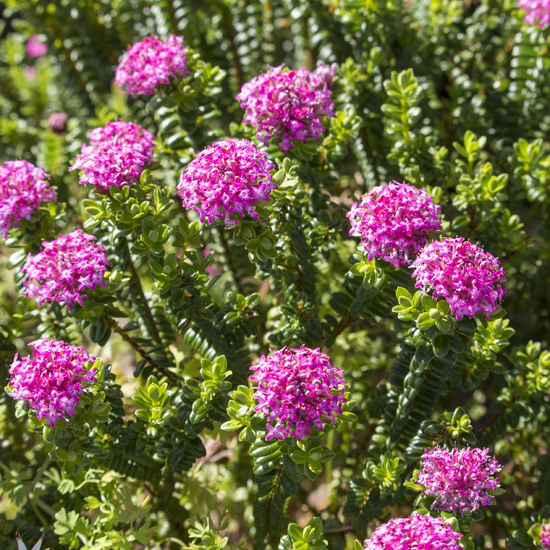 Pimelea ferruginea уход (почву, удобрение, обрезка) - PictureThis