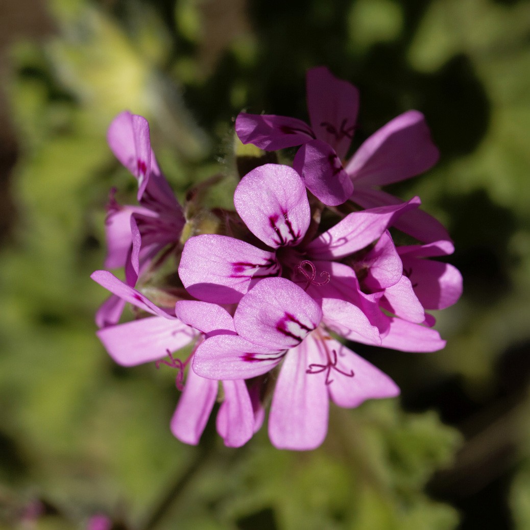 Pelargonium Roseum | ppgbbe.intranet.biologia.ufrj.br