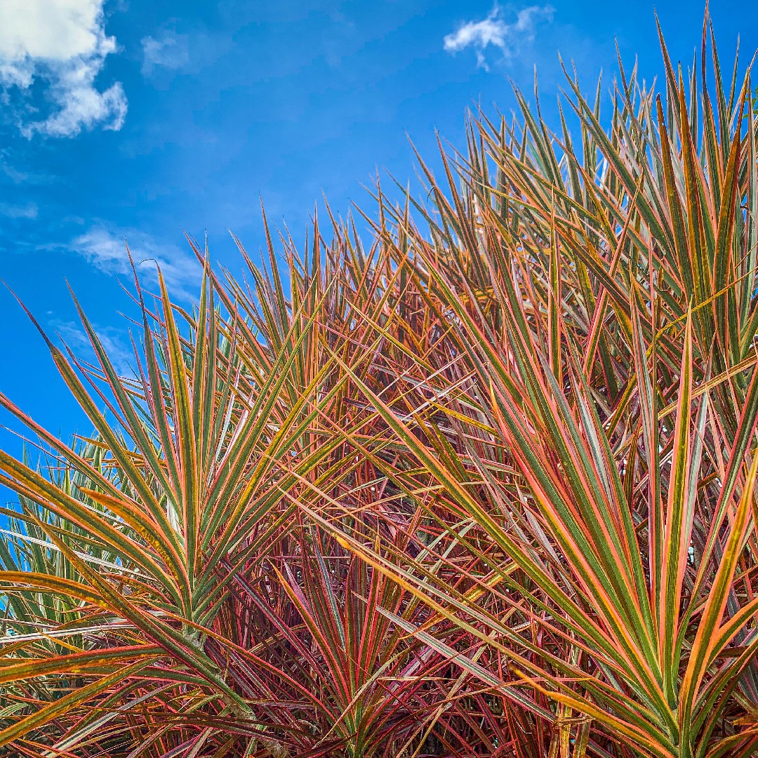 Драцена (Dracaena) - PictureThis