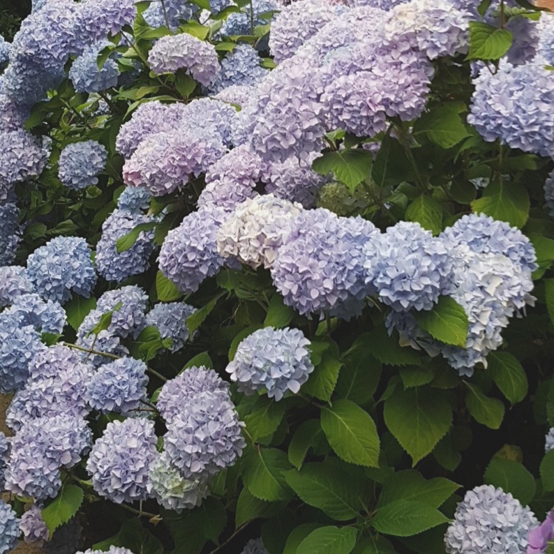 Hydrangea 照顧 繁殖 開花時間 Picturethis