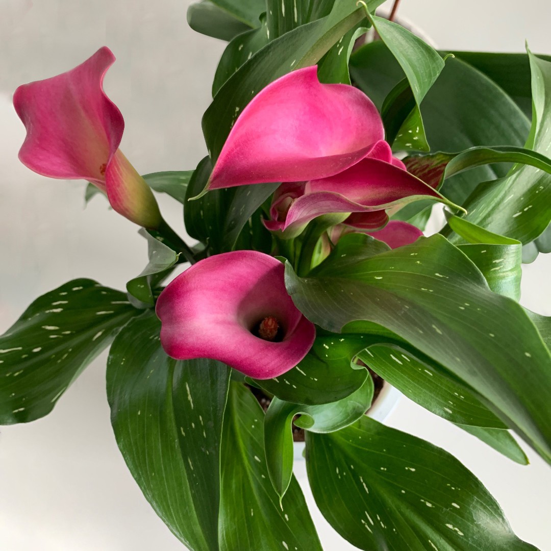 オランダカイウ属 Zantedeschia 花言葉 学名 よくある質問 Picturethis