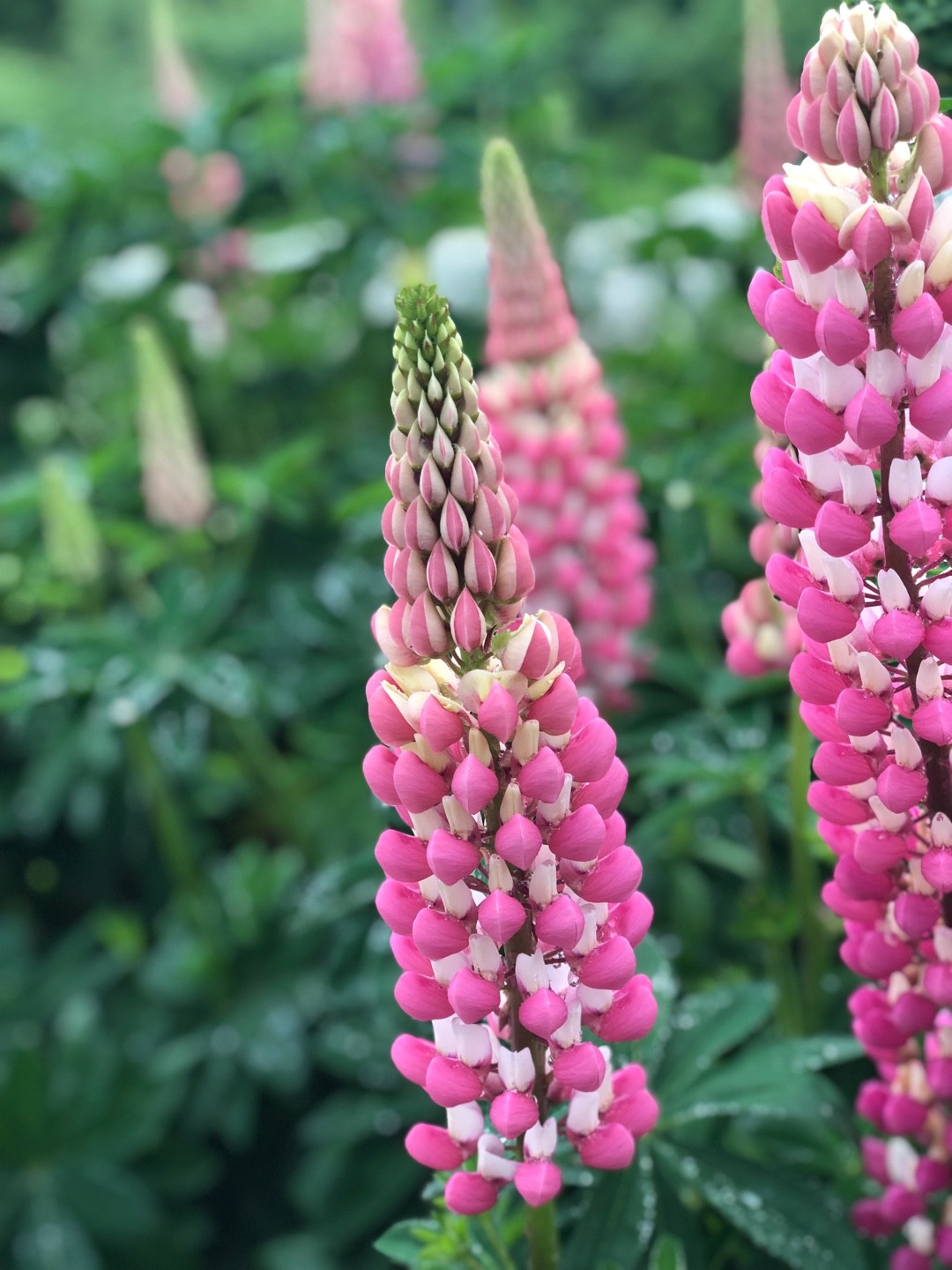 Lupinus 'Rachel de Thame' Flower, Leaf, Uses - PictureThis