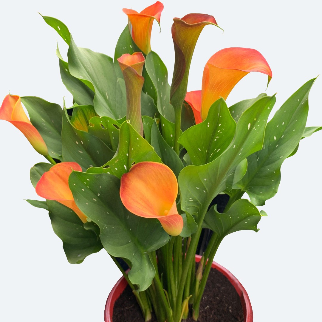 オランダカイウ属 Zantedeschia 花言葉 学名 よくある質問 Picturethis