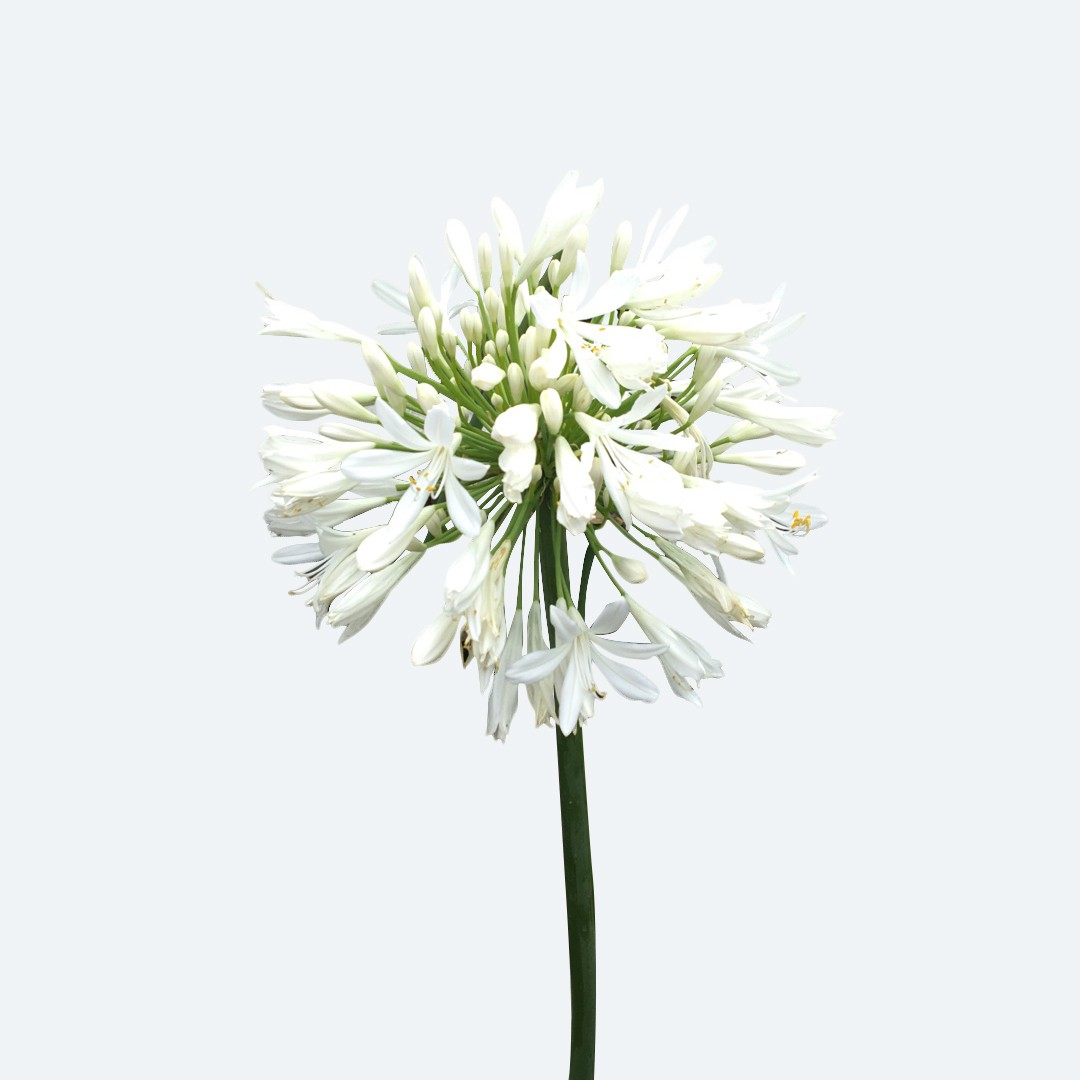 Agapanthus africanus 'Albus' - PictureThis