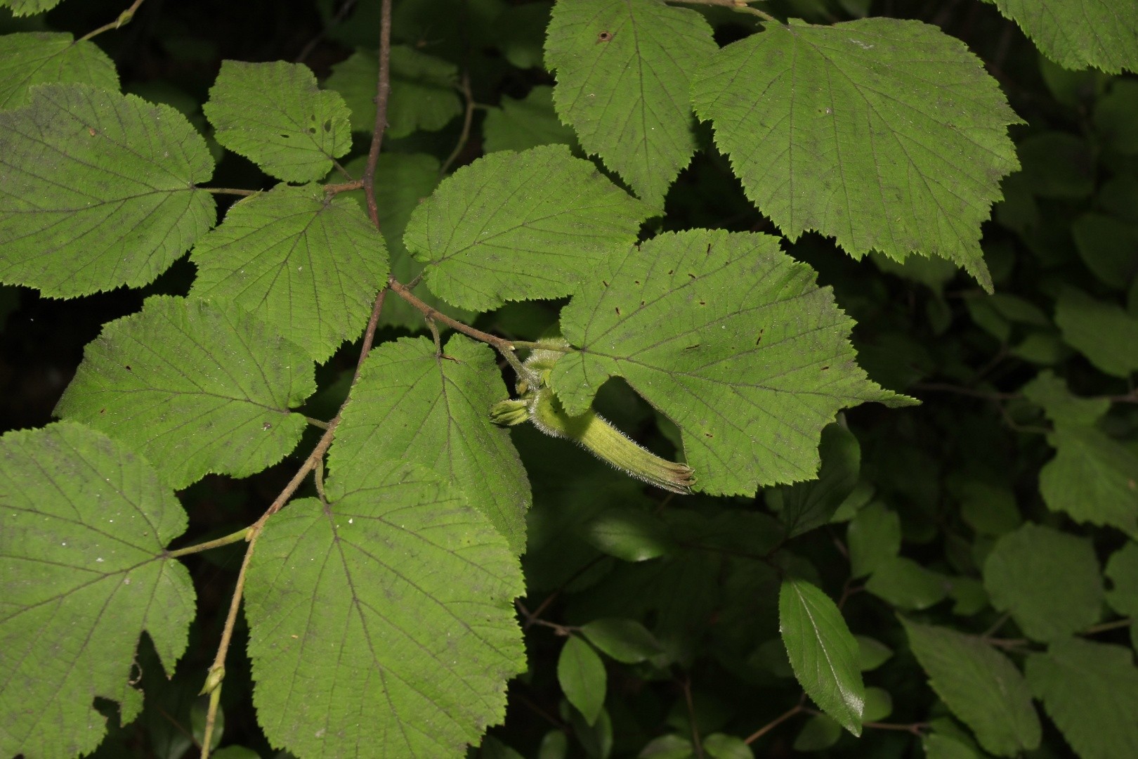 ハシバミ属 Corylus 花言葉 学名 よくある質問 Picturethis