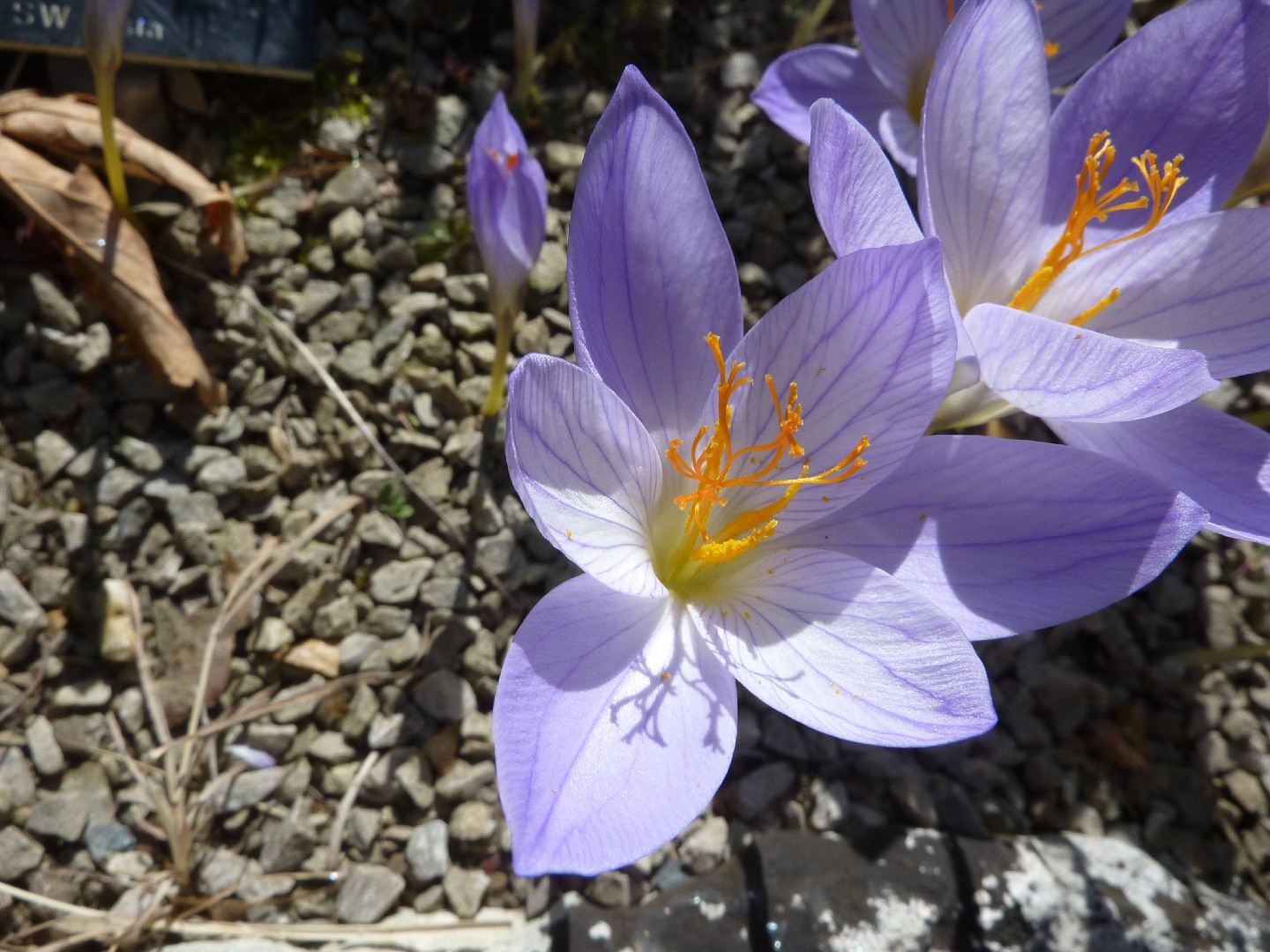 クロッカス スペキオスス Crocus Speciosus 花言葉 学名 よくある質問 Picturethis