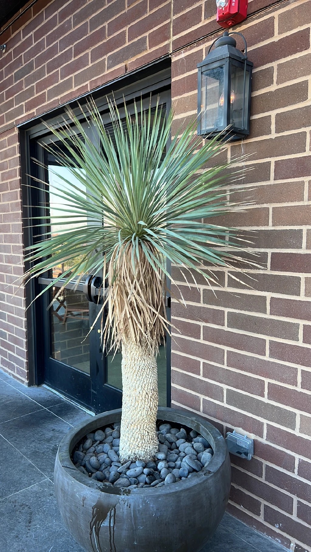 ユッカ・ロストラータの判定方法 (Yucca rostrata)