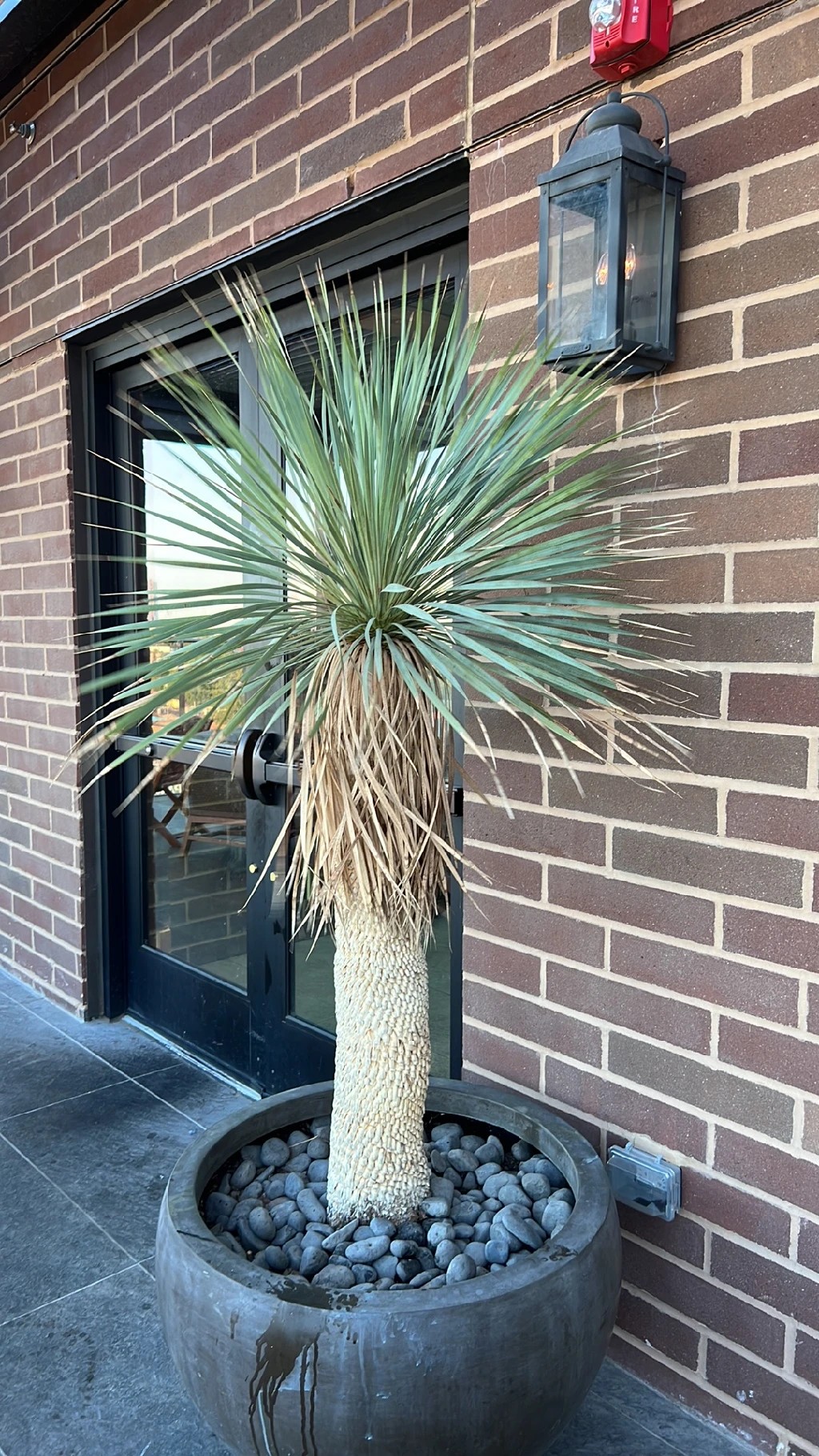 ユッカ・ロストラータの判定方法 (Yucca rostrata)