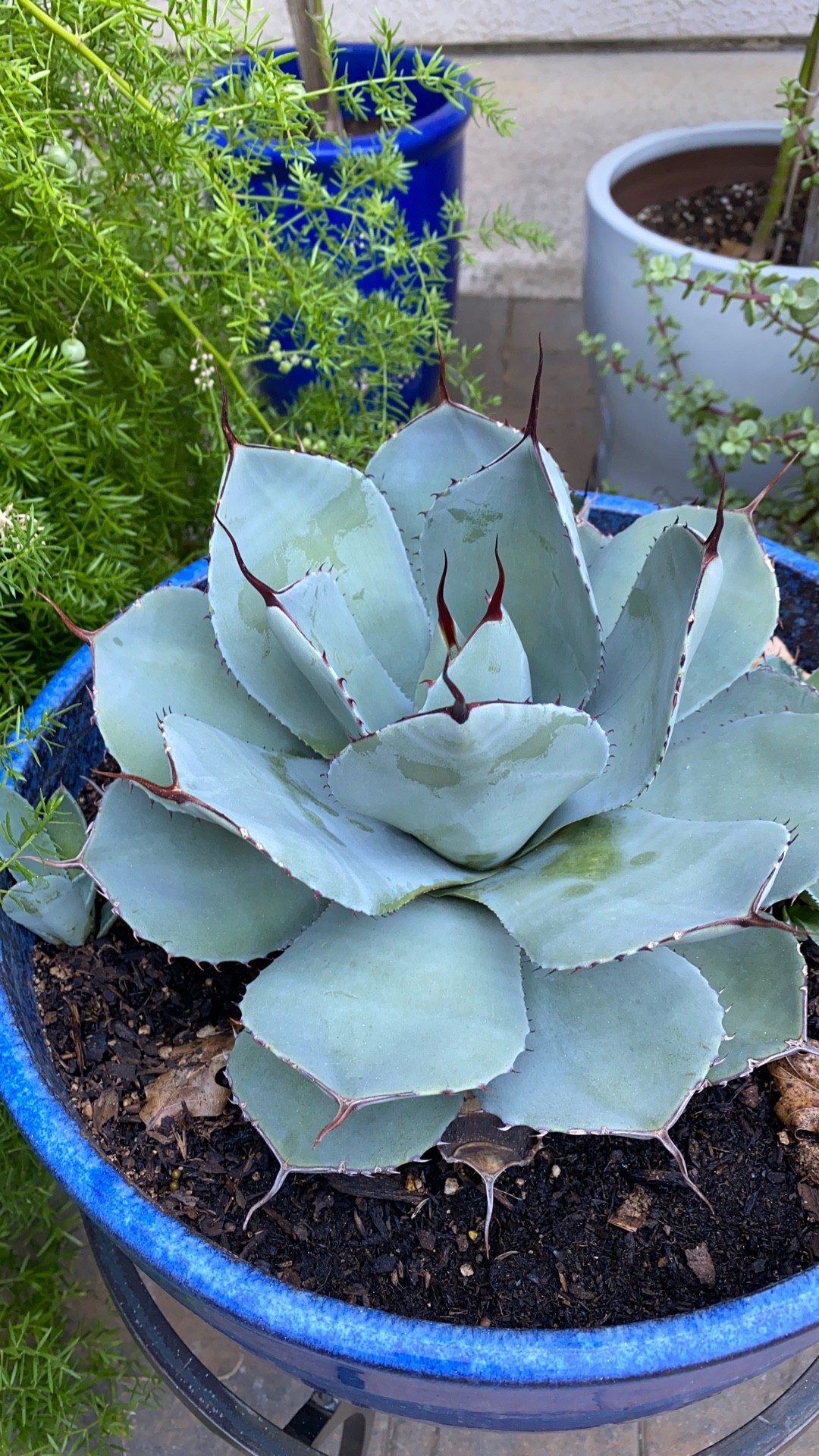 アガベ オバティフォリアの判定方法 (Agave ovatifolia)