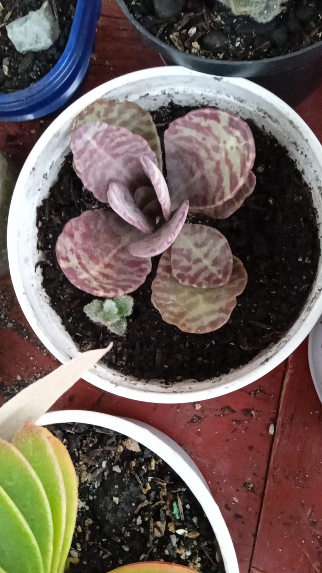 カランコエ・フミリスの判定方法 (Kalanchoe humilis)