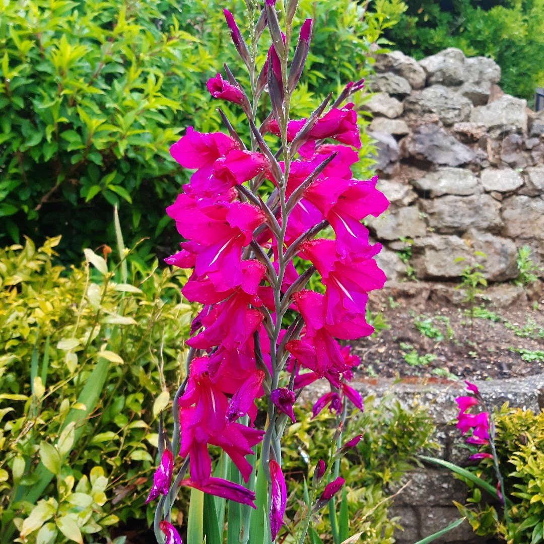 Gladiolus byzantinus уход (почву, удобрение, обрезка) - PictureThis