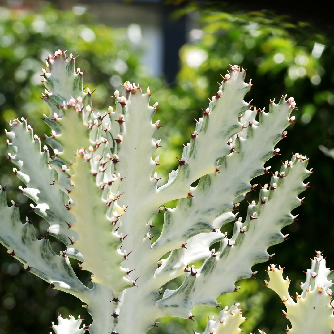 Euphorbia deals Lactea 'White Ghost'