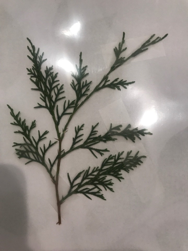 Chamaecyparis Thyoides Glauca Pendula Cheapfor Sale Libraryecosystem