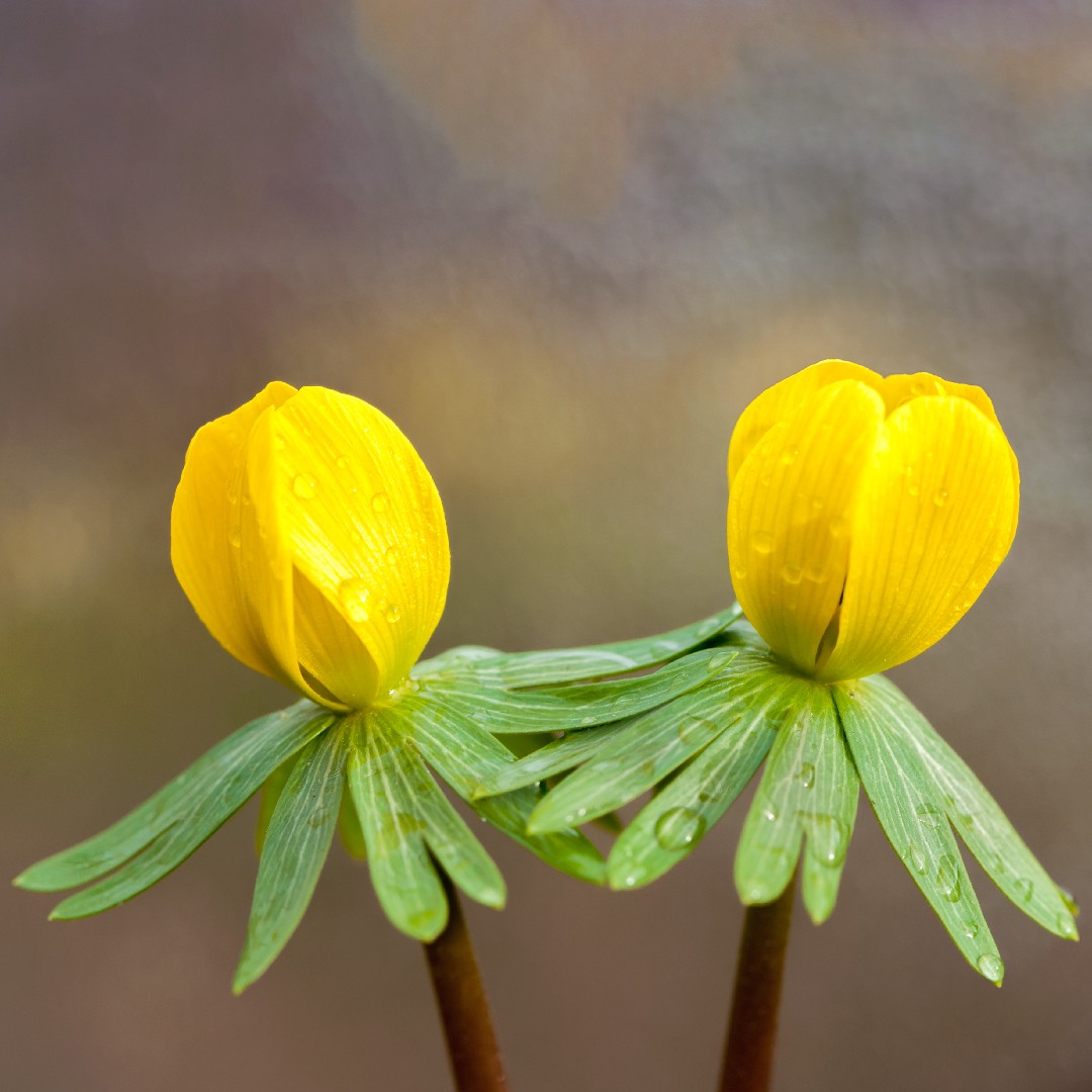 キバナセツブンソウ 黄花節分草 Eranthis Hyemalis 花言葉 学名 よくある質問 Picturethis