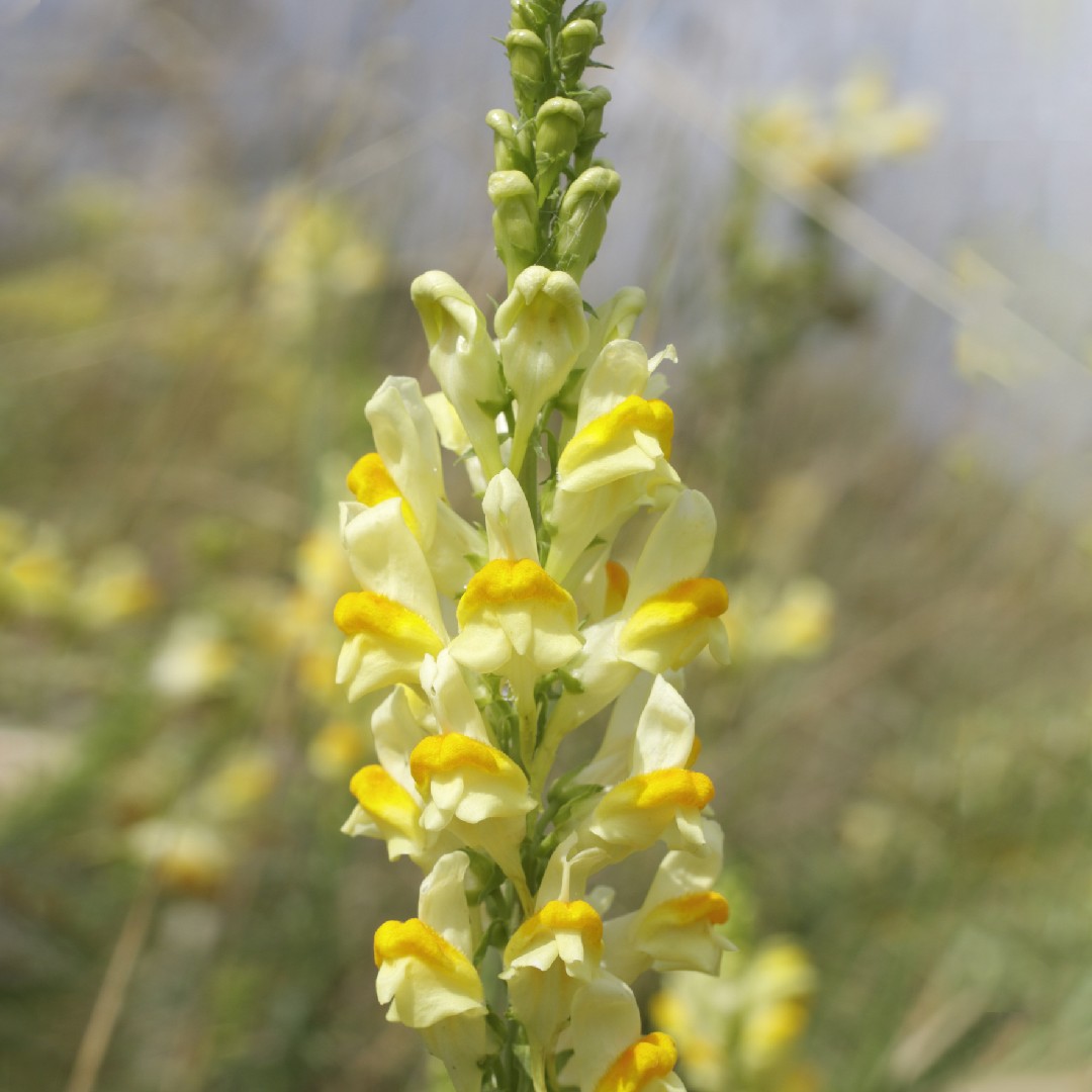 Linaria Vulgaris 花言葉 学名 よくある質問 Picturethis