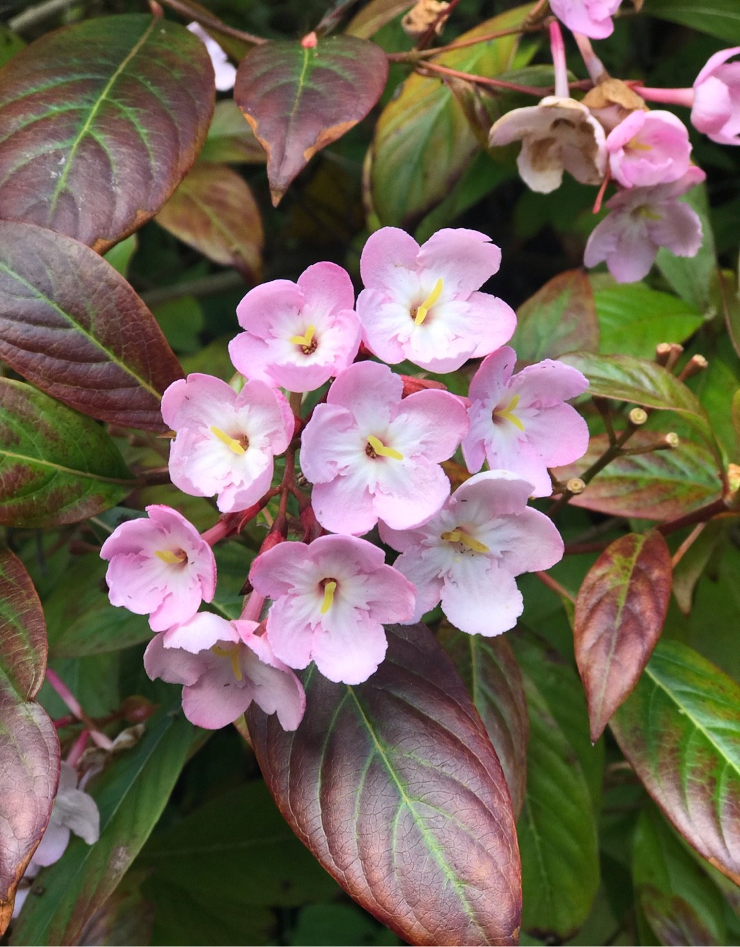 ルクリア Luculia Pinceana Picturethis