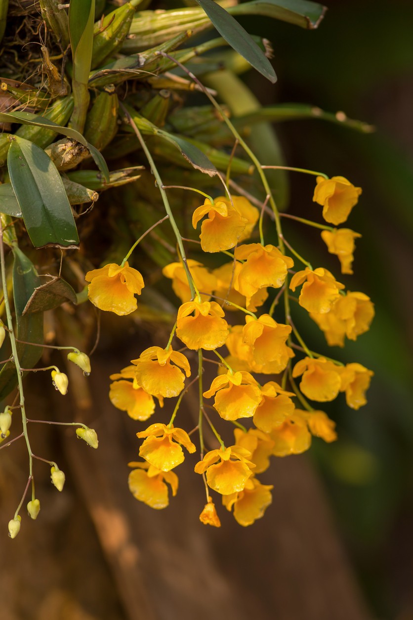 デンドロビウム属 Dendrobium 花言葉 学名 よくある質問 Picturethis