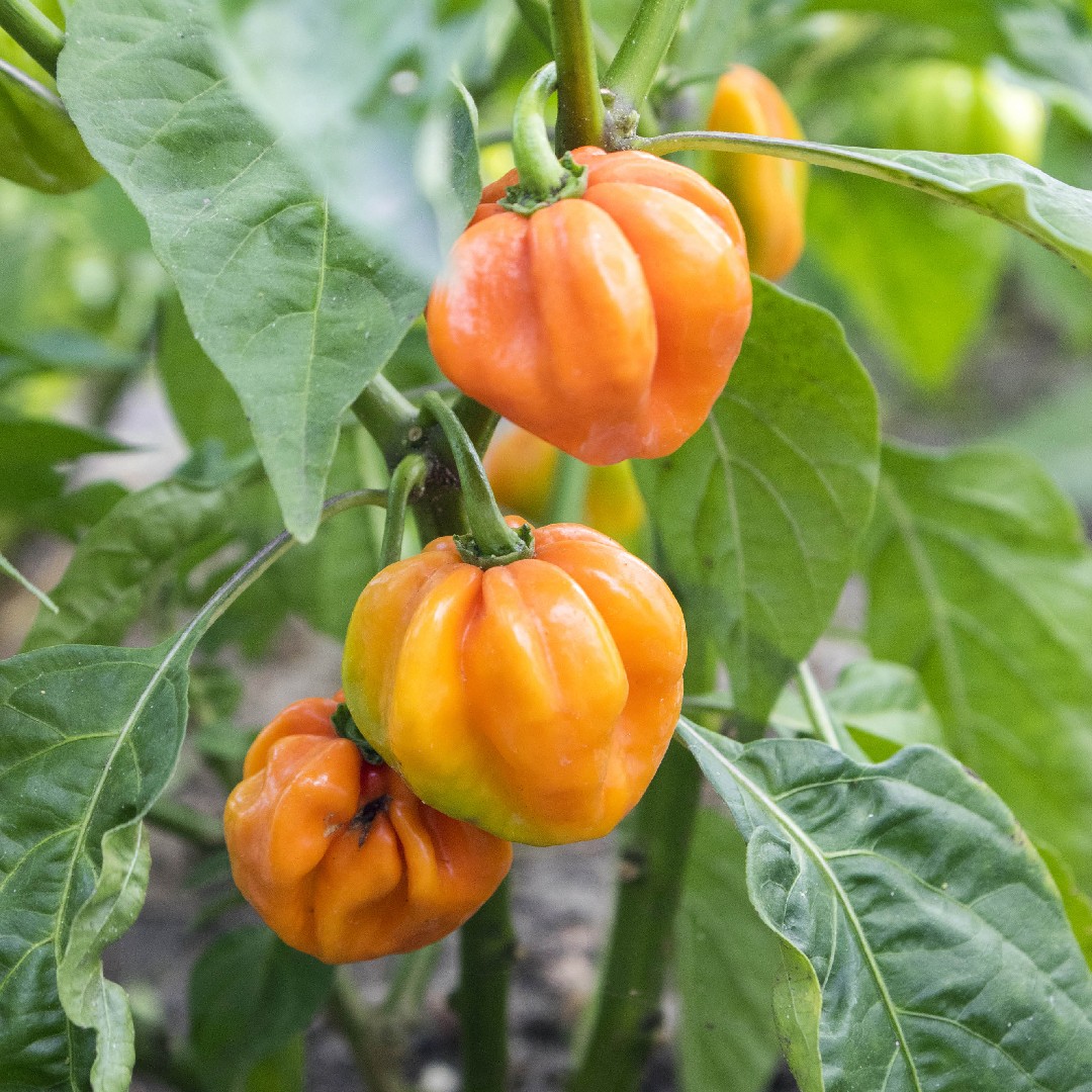 Capsicum chinense - PictureThis