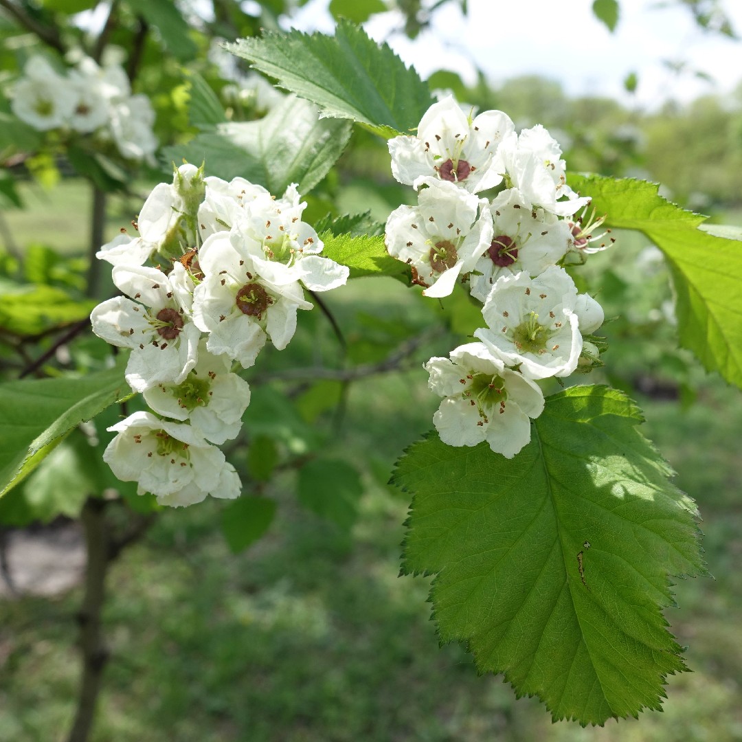 Боярышник мягковатый (Crataegus submollis) - PictureThis